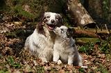 BORDER COLLIE 1107